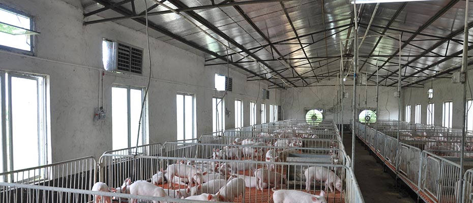 养猪场正压通风降温工程安装实例